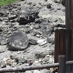 ​Japoński "kamień śmierci" pękł na pół. Czy to zwiastun złych wydarzeń?