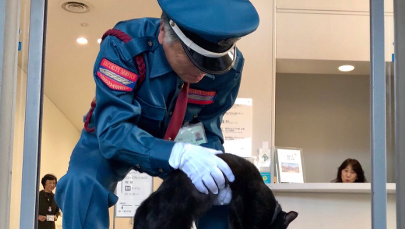 Japońskie muzeum zyskało światową sławę. Dzięki kotom