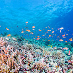 Japońskie rafy koralowe w opłakanym stanie