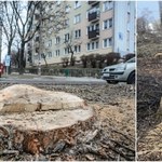 Jarosław Kaczyński: Przepisy dot. wycinki drzew na prywatnych posesjach będą zmienione