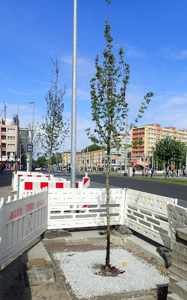 Jarząb szwedzki, posadzony na placu Rodła, został podpalony. /Tramwaje Szczecińskie /