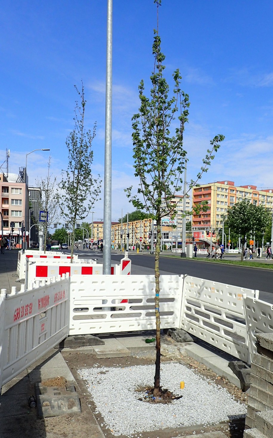 Jarząb szwedzki, posadzony na placu Rodła, został podpalony. /Tramwaje Szczecińskie /