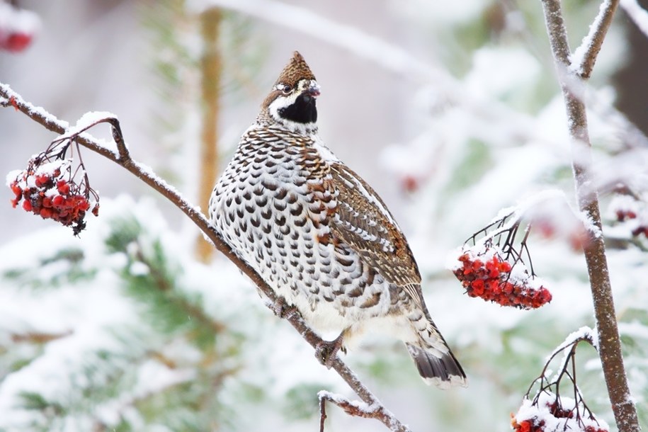 Jarząbek zwyczajny (Tetrastes bonasia) /shutterstock /