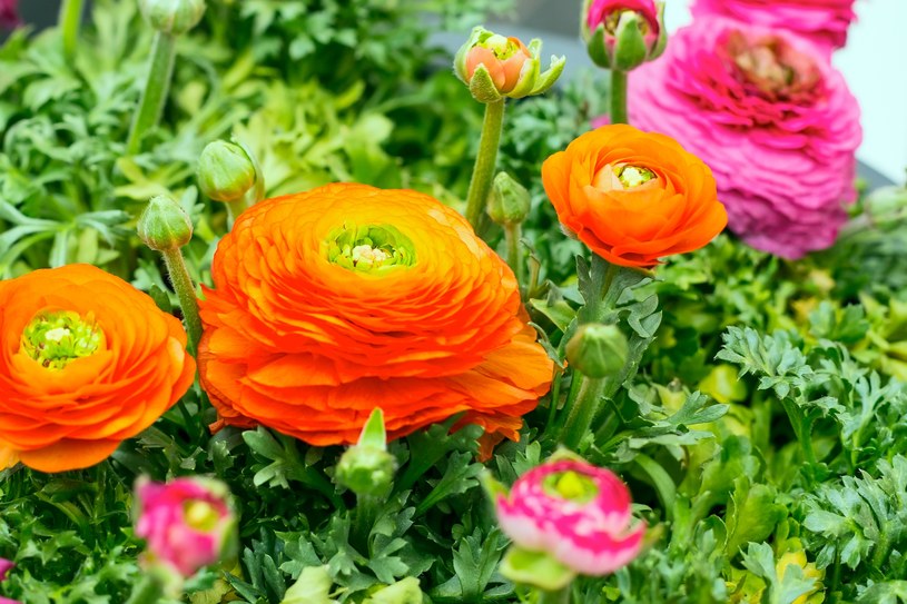 Jaskier azjatycki zwany "wiosenną różą" to idealny sposób na barwne przyozdobienie ogrodu bądź balkonu. /Pixel