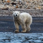 Jaskinia w Norwegii odsłoniła smutną prawdę. Stało się coś przerażającego