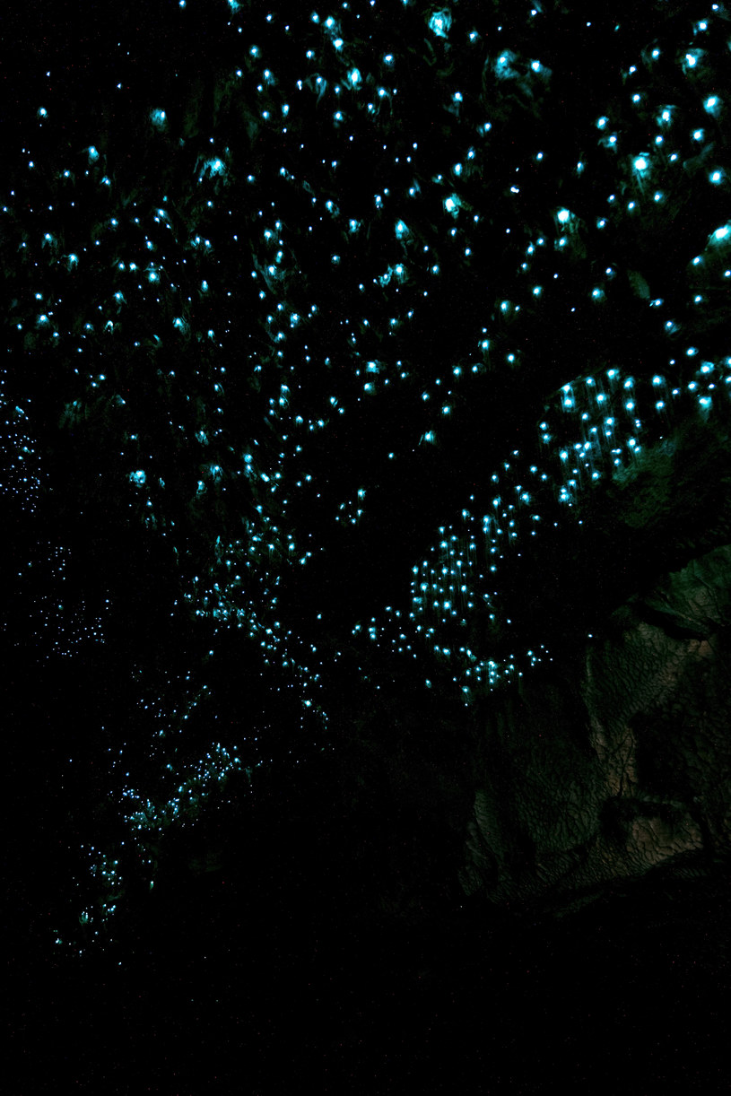 Jaskinia Waitomo Glowworm z pewnością zachwyca wszystkich odwiedzających /123RF/PICSEL