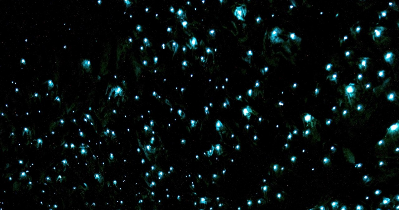 Jaskinia Waitomo Glowworm z pewnością zachwyca wszystkich odwiedzających /123RF/PICSEL
