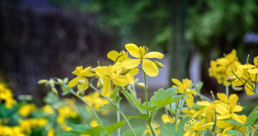 Jaskółcze ziele /&copy;123RF/PICSEL