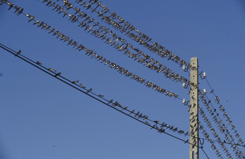 Jaskółki podczas migracji. Dolatują aż do Afryki /Bios Photo /East News