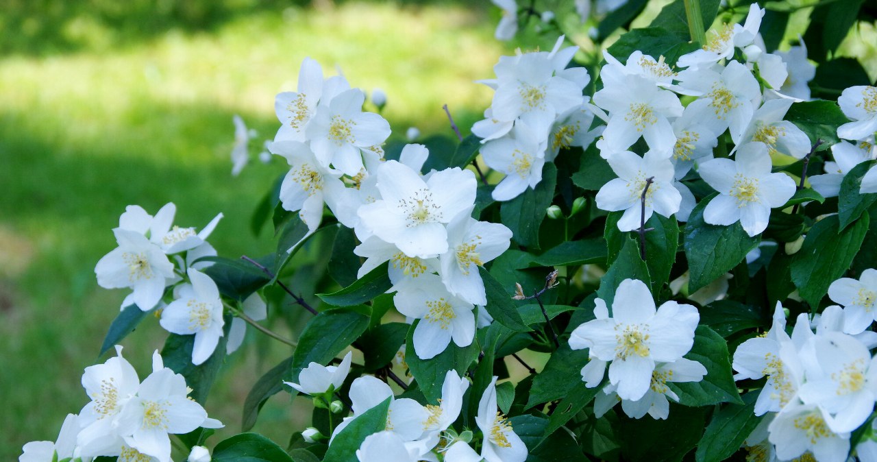 Jaśminowiec ma piękne, białe kwiaty, które długo kwitną i wspaniale pachną. Warto rozważyć jego uprawę zamiast hortensji /Marek BAZAK/East News /East News