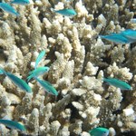 Jason Momoa i Joanna Lumley za ochroną Wielkiej Rafy Koralowej