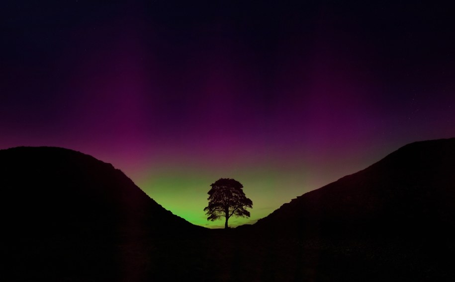 Jawor, który ozdabiał Sycamore Gap /Shutterstock