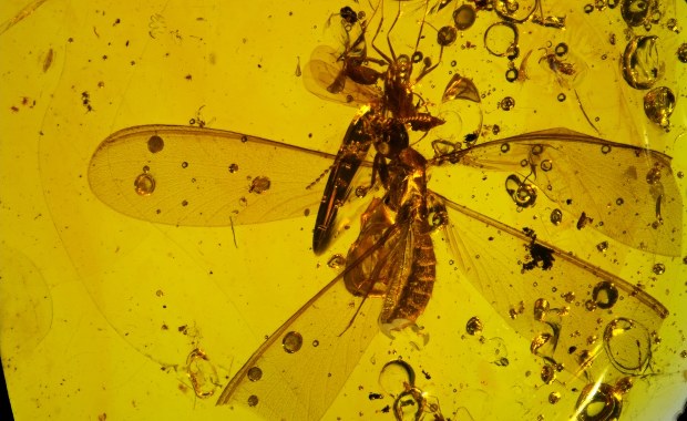 Jazda na gapę jest stara jak świat