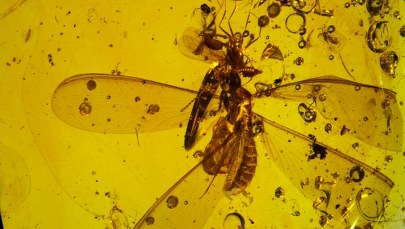 Jazda na gapę jest stara jak świat