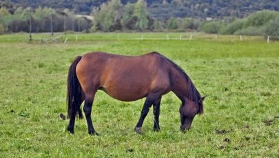 "Jechał całą szerokością jezdni, wyglądał na śpiącego". Woźnica z promilami