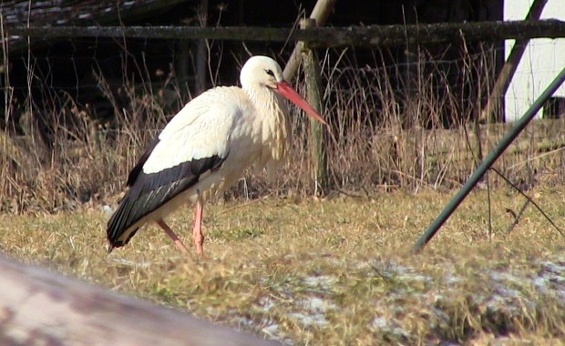 Jeden bocian wiosny nie czyni. Pierwszy ptak przyleciał do Żywkowa