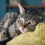 Jeden to rasowy kot, drugi pospolity mruczek. Ten błąd Polacy popełniają od dawna