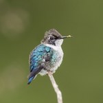 Jeden wyjątkowy gatunek kolibra. Najmniejszy ptak na świecie