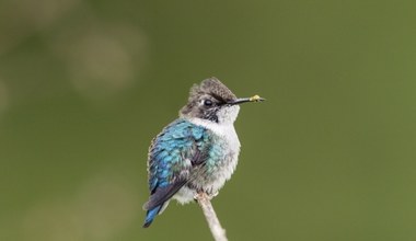 Jeden wyjątkowy gatunek kolibra. Najmniejszy ptak na świecie