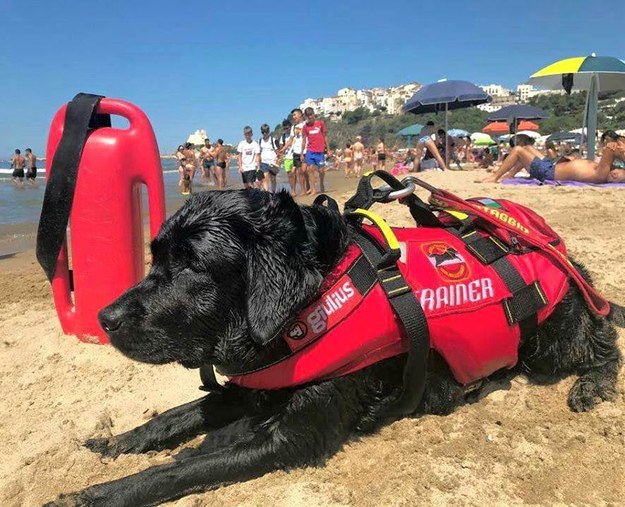 Jeden z bohaterskich psów /Comune di Sperlonga, Provincia di Latina /