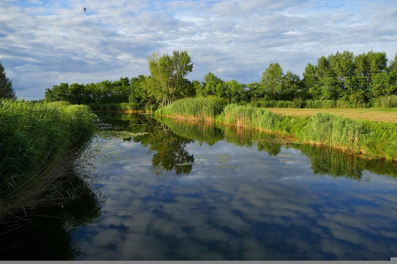 Jeden z dopływów Dunaju na Wyspie Żytniej /Pixabay.com