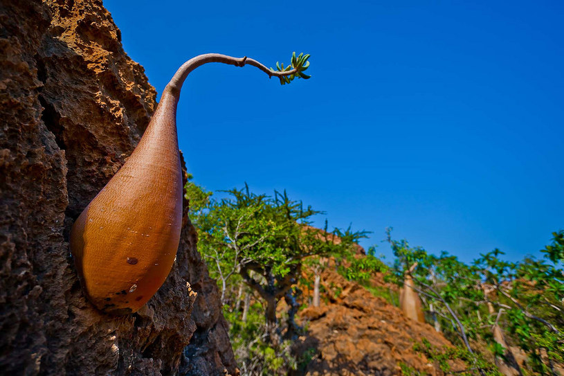 Jeden z gatunków drzew butelkowych - kolejny z wybryków natury, jaki można zobaczyć na Sokotrze /Getty Images/Flash Press Media