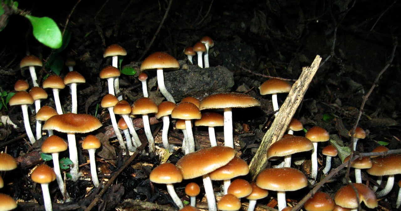 Jeden z gatunków grzybów psylocybinowych - Psilocybe allenii /materiały prasowe