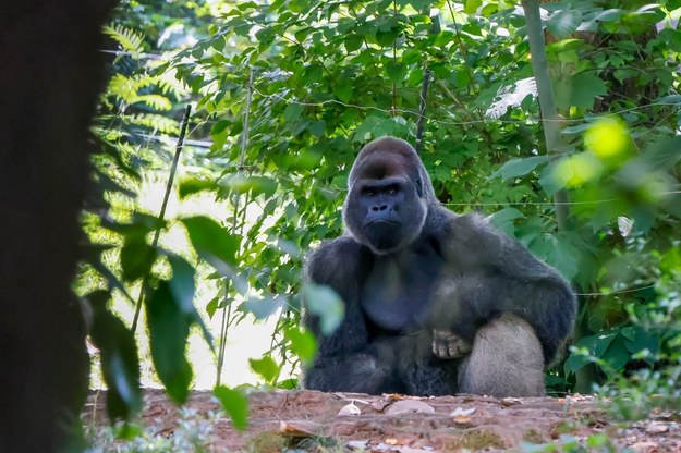 Jeden z goryli w zoo w Atlancie /ERIK S. LESSER /PAP/EPA
