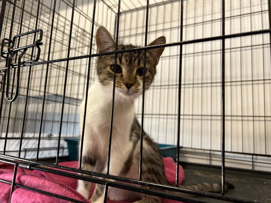 Jeden z kotów czekających na adopcję w kieleckim schronisku /Fot. Michał Dobrołowicz /RMF FM