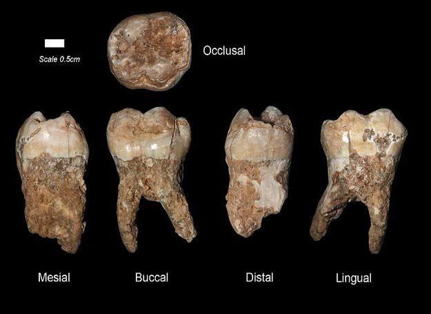 Jeden z liczących 400 tys. lat zębów z jaskini Qesem /MWMedia