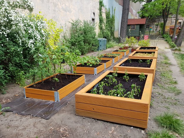 Jeden z łódzkich ogrodów społecznych - w trzeciej edycji można zakładać tylko ogrody owocowe /lodz.pl /Materiały prasowe
