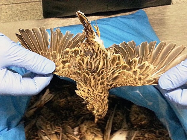 Jeden z martwych ptaków, znalezionych w walizce Włocha /MUNICH CUSTOMS SERVICE /PAP/EPA