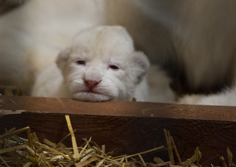 Jeden z młodych z matką /Grzegorz Michałowski /PAP