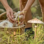 Jeden z najcenniejszych grzybów w Polsce. Pomaga na ciśnienie i pamięć