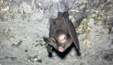 Jeden z najmniejszych nietoperzy świata odnaleziony. Ma wielkość kolibra