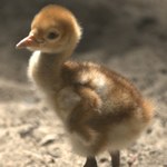 Jeden z najpiękniejszych ptaków wykluł się w Polsce. Została ich garstka