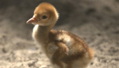 Jeden z najpiękniejszych ptaków wykluł się w Polsce. Została ich garstka