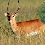 Jeden z najrzadszych ssaków sfotografowany w Kongu. Mało kto go widział