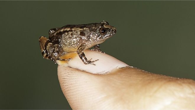 Jeden z nowo odkrytych gatunków żab /materiały prasowe