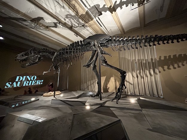 Jeden z ok. 20 odnalezionych szkieletów tyranozaurów znajduje się w Muzeum Historii Naturalnej w Berlinie /Aneta Łuczkowska /RMF FM - reporter