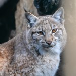 Jeden z ostatnich bastionów dzikości. Ważna chwila dla dużych kotów