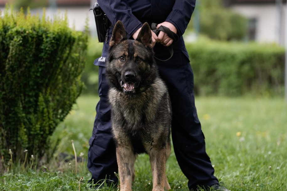 Jeden z policyjnych psów /Komenda Wojewódzka Policji w Krakowie /
