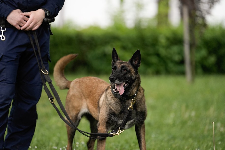 Jeden z policyjnych psów /Komenda Wojewódzka Policji w Krakowie /