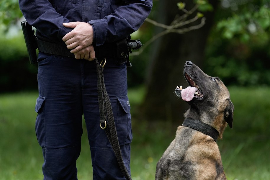 Jeden z policyjnych psów /Komenda Wojewódzka Policji w Krakowie /