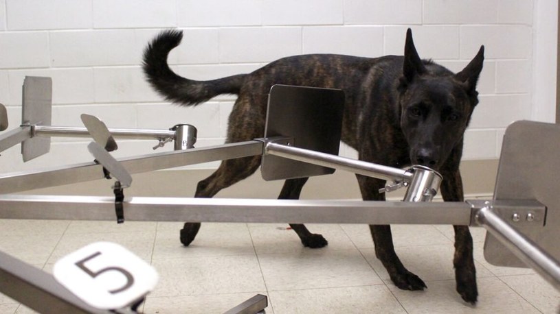 Jeden z psów testowanych do wykrywania koronawirusa /Fot. Penn Vet /materiały prasowe