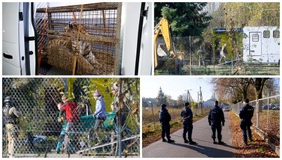 Jeden z tygrysów jest agresywny. Do poznańskiego zoo wezwano antyterrorystów