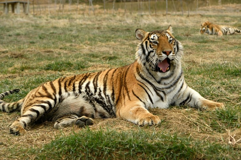 Jeden z tygrysów uratowanych z zoo należącego do Joe Exotica /Helen H. Richardson/MediaNews Group/The Denver Post /Getty Images