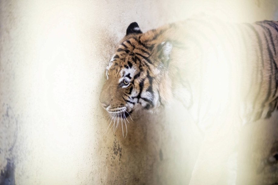 Jeden z tygrysów w poznańskim zoo /Marek Zakrzewski /PAP