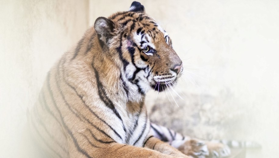 Jeden z tygrysów w poznańskim zoo /Marek Zakrzewski /PAP