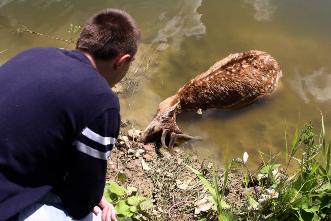Jeden z zagryzionych danieli /PAP/Waldemar Deska /PAP